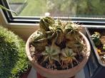 Euphorbia variegata, Huis en Inrichting, Cactus, Minder dan 100 cm, Groene kamerplant, Halfschaduw