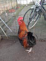 Jonge Marans Haan zonder kippen, Koper zwart Grote ras, Dieren en Toebehoren, Pluimvee, Mannelijk, Kip