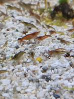 25 Wildkleur en lichtrode garnalen waren vuurgarnalen €10, Kreeft, Krab of Garnaal