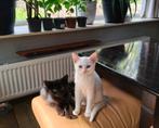 Kittens, Dieren en Toebehoren, Katten en Kittens | Overige Katten, Meerdere dieren, Kortharig, 0 tot 2 jaar