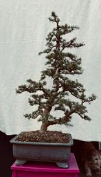 Prachtige bonsai atlas ceder, Tuin en Terras, Planten | Bomen, Ophalen, Bloeit niet, Overige soorten, Minder dan 100 cm