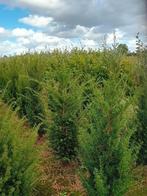 Taxus baccata haagplanten groenblijvend, Ophalen of Verzenden, Bloeit niet, Volle zon, Overige soorten