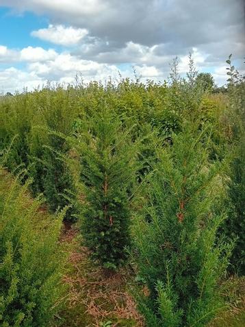 Taxus baccata haagplanten groenblijvend  beschikbaar voor biedingen