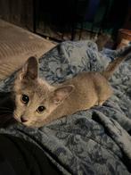 BLAUW RUS KATERS met STAMBOOM, Dieren en Toebehoren, Katten en Kittens | Raskatten | Korthaar, Kater, Gechipt, 0 tot 2 jaar