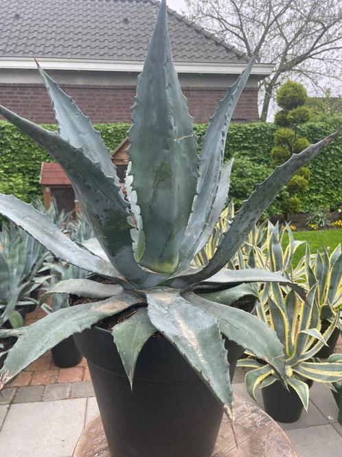 Groene Agave planten, Tuin en Terras, Planten | Tuinplanten, Vaste plant, Overige soorten, Volle zon, Bloeit niet, Ophalen