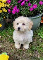 Leuke boomer pups te koop!, Dieren en Toebehoren, Honden | Chihuahua's en Gezelschapshonden, Overige rassen, CDV (hondenziekte)