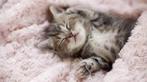 Kitten / poes / kat (gezocht!), Dieren en Toebehoren, Ophalen of Verzenden