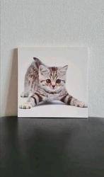 Vierkante katten foto op canvas, Ophalen of Verzenden, Zo goed als nieuw