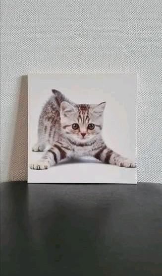 Vierkante katten foto op canvas beschikbaar voor biedingen