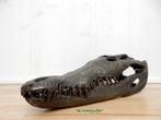 199* bronzen krokodil kop (Boven €75 geen verzendkosten), Nieuw, Overige materialen, Ophalen of Verzenden, Dierenbeeld