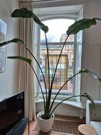 Strelitzia Nicolai - Paradijsvogelplant 3 meter hoog, Ophalen