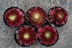 Aeonium Quing Cheng, Huis en Inrichting, Vetplant, Minder dan 100 cm, Bloeiende kamerplant, Halfschaduw