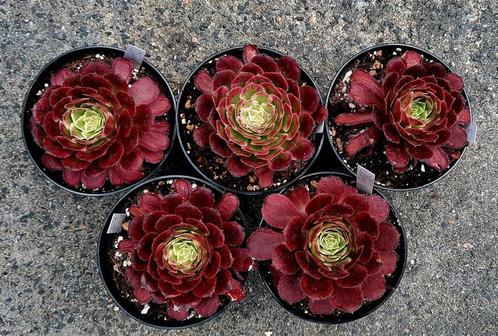 Aeonium Quing Cheng, Huis en Inrichting, Kamerplanten, Vetplant, Minder dan 100 cm, Bloeiende kamerplant, Halfschaduw, Ophalen of Verzenden