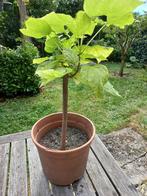 bonsai bolcatalpa, Tuin en Terras, Planten | Bomen, Ophalen, Overige soorten, Minder dan 100 cm