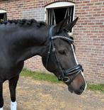 Dreamboy x Gribaldi Merrie 7 jaar | lease of koop, Dieren en Toebehoren, Paarden, Merrie, 170 tot 175 cm, Dressuurpaard, 3 tot 6 jaar