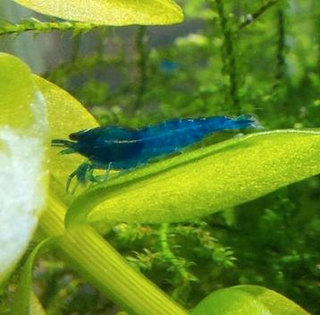 Blue sapphire garnalen beschikbaar voor biedingen