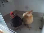 serama koppel, Dieren en Toebehoren, Pluimvee, Meerdere dieren, Kip