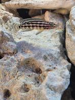 6x juliochromis marlieri tanganyika cichlide, Dieren en Toebehoren, Vissen | Aquariumvissen, Vis, Zoetwatervis