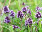 Muntplanten – Engelse, chocolade-, Marokkaanse & sinaasappel, Volle zon, Vaste plant, Ophalen of Verzenden, Kruiden