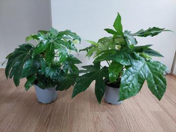 Fatsia Japonica - Vingerplant H: 30 - 35 cm. beschikbaar voor biedingen