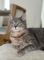 Lieve Cypers Europese Korthaar zoekt een nieuw thuis, Dieren en Toebehoren, Poes, Kortharig, 3 tot 5 jaar