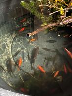 Gratis zilver grijze vijvervissen, Dieren en Toebehoren, Vissen | Vijvervissen, Goudvis(sen)