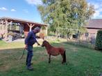 Super braaf merrie'tje, Dieren en Toebehoren, Pony's, Merrie, 0 tot 2 jaar, A pony (tot 1.17m), Gechipt