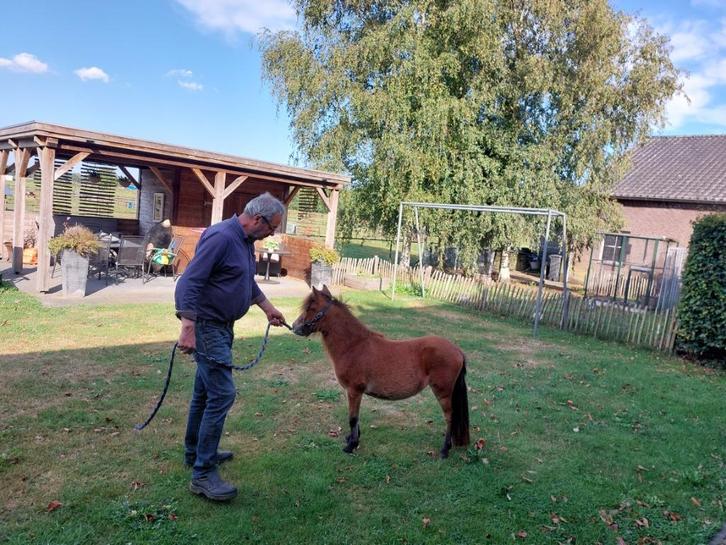 Super braaf merrie'tje, Dieren en Toebehoren, Pony's, Merrie, A pony (tot 1.17m), Recreatiepony, 0 tot 2 jaar, Gechipt, Ontwormd