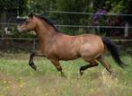 Bloedmooie ruin, Dieren en Toebehoren, Pony's, Ruin, Niet van toepassing, 7 tot 10 jaar, B pony (1.17m tot 1.27m)