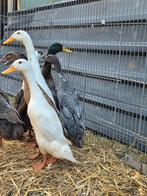 Loopeenden, Meerdere dieren, Eend