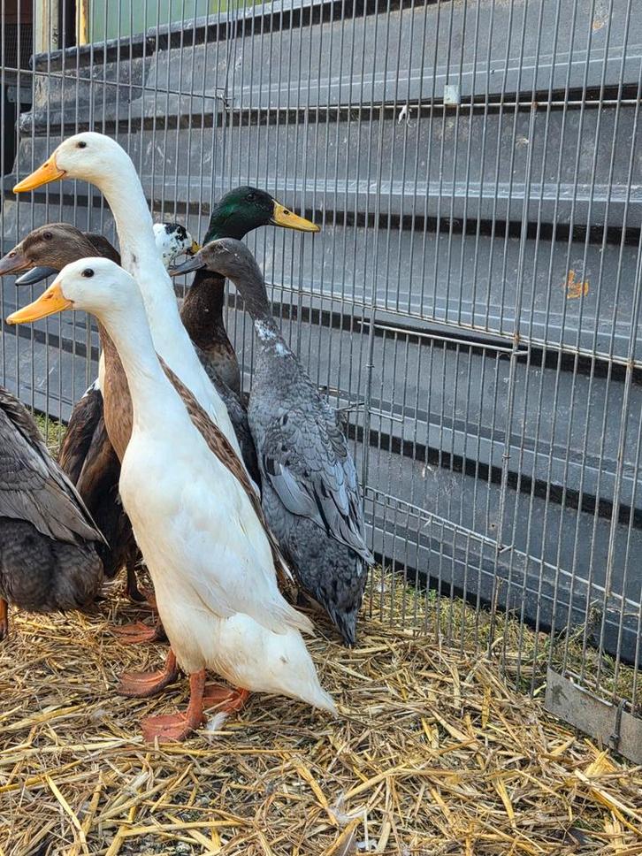 Loopeenden, Dieren en Toebehoren, Pluimvee, Eend, Meerdere dieren