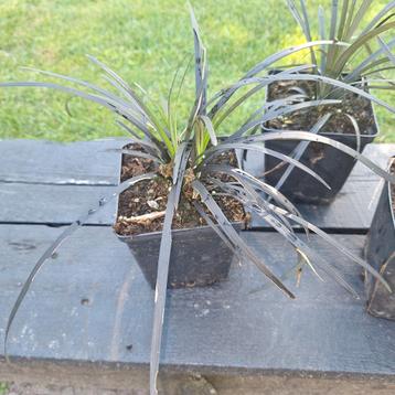 Zwart Gras Slangenbaard - Ophiopogon planiscapus 'Niger' beschikbaar voor biedingen
