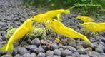 Yellow neon fire backline garnalen, Dieren en Toebehoren, Vissen | Aquariumvissen, Kreeft, Krab of Garnaal