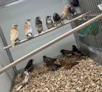 Japanse meeuwtjes koppels, Dieren en Toebehoren, Vogels | Overige Vogels, Meerdere dieren