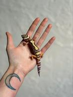Bold bell luipaardgekko vrouw, Hagedis, Tam, 0 tot 2 jaar