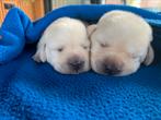 Labrador puppy’s met stamboom, Dieren en Toebehoren, CDV (hondenziekte), Particulier, Meerdere, 8 tot 15 weken