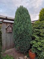 Conifeer den, Tuin en Terras, Ophalen, Conifeer, 250 cm of meer