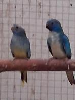 Splendits parkieten, Meerdere dieren, Parkiet, Geringd