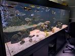Aquarium groot 250x81x82 lxdxh 1400 liter, Dieren en Toebehoren, Vissen | Aquaria en Toebehoren, Ophalen, Zo goed als nieuw, Leeg aquarium