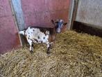 Dwerggeit, Dieren en Toebehoren, Schapen, Geiten en Varkens, Vrouwelijk, Geit