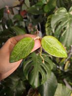 Hoya rime splash, Huis en Inrichting, Kamerplanten, Ophalen of Verzenden, Overige soorten, Minder dan 100 cm