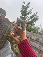 Poes, Dieren en Toebehoren, 0 tot 2 jaar
