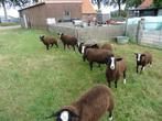 zwartbles ooi, Dieren en Toebehoren, Schapen, Geiten en Varkens, Vrouwelijk, Schaap, 3 tot 5 jaar