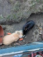 Liefdevol huisje gezocht voor 2 voedsters (alleen samen), Dieren en Toebehoren, Konijnen, Vrouwelijk, Klein