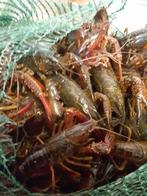 rivierkreeft, crayfish, Ophalen, Nieuw, Overige typen