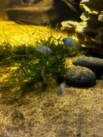 Adinoacara Pulcher Electric Blue Acara Nakweek, Vis, Zoetwatervis