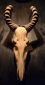 Schedel Hartebeest uit Afrika, Ophalen, Gebruikt