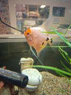 Maanvis warm water, Dieren en Toebehoren, Vis