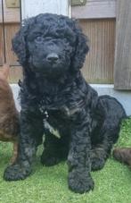 Australian Labradoodle pup, Overige rassen, 8 tot 15 weken, Teef, CDV (hondenziekte)