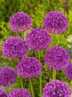 Allium Hollandicum bollen, Ophalen of Verzenden, Najaar, Volle zon, Bloembol